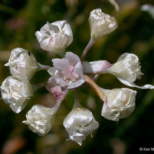 Allium amplectens Fiore