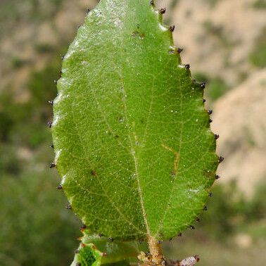 Ceanothus tomentosus Folha