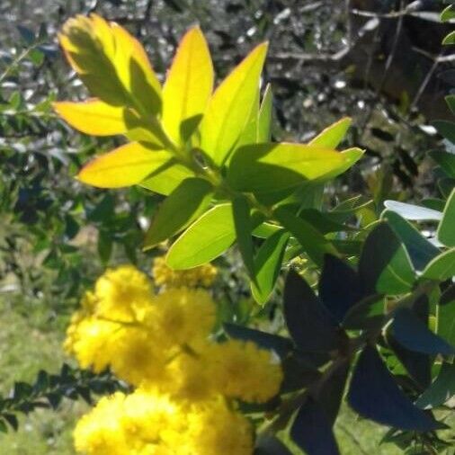 Acacia cultriformis Blatt