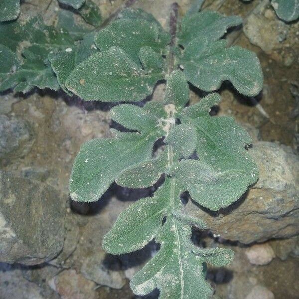 Centaurea eriophora Leaf