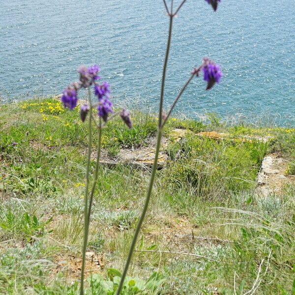 Salvia nutans Costuma