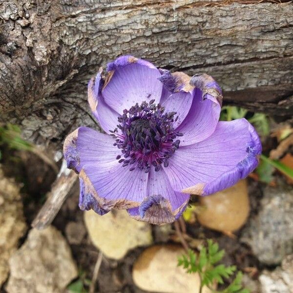 Anemone coronaria Õis