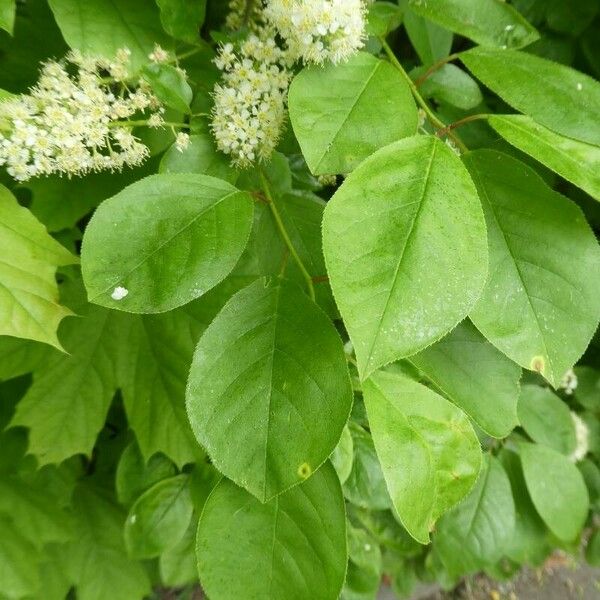 Prunus virginiana Folla