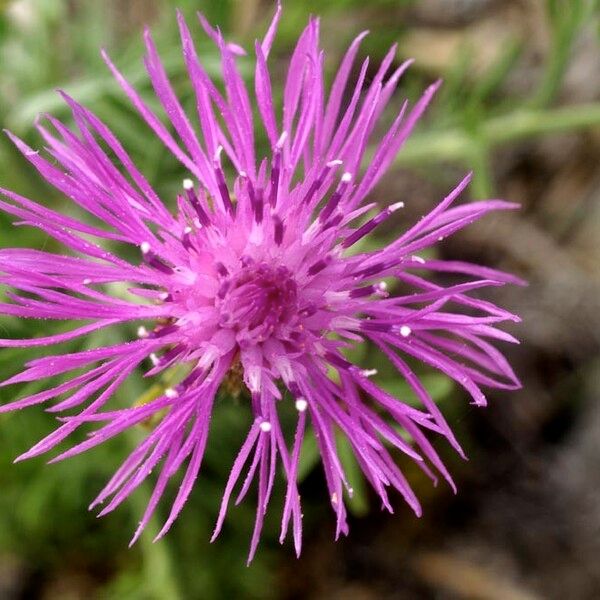 Centaurea corymbosa Flors