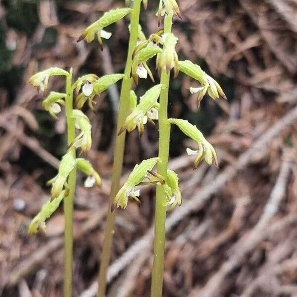 Corallorhiza trifida Kvet