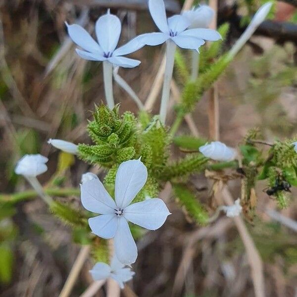 Plumbago zeylanica Flor