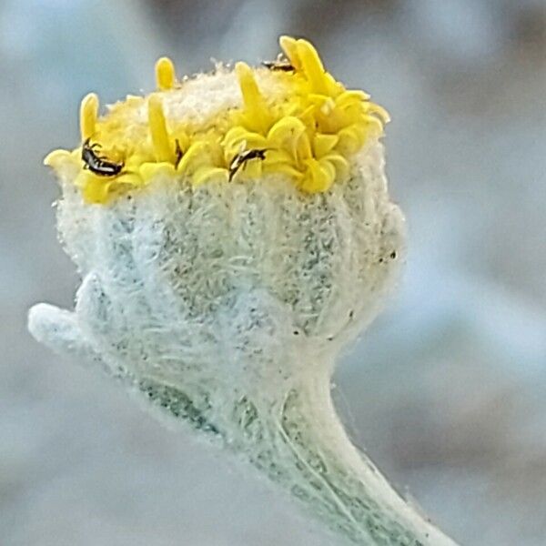 Achillea maritima Blomst