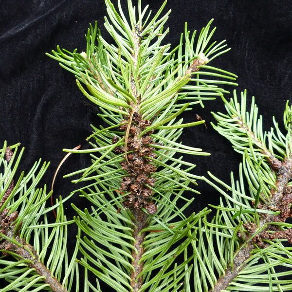 Abies pindrow Habitus