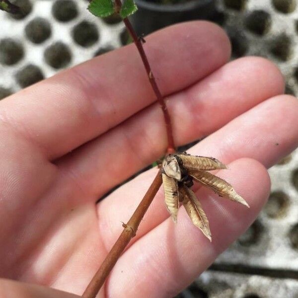 Corchorus olitorius Fruit