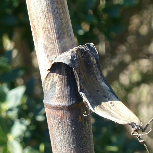 Ferula glauca Bark