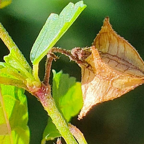 Melochia pyramidata Plod