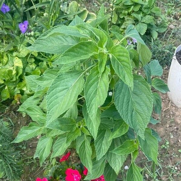 Salvia hispanica Yaprak