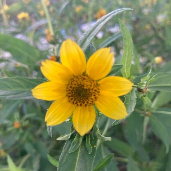 Bidens cernua Lorea