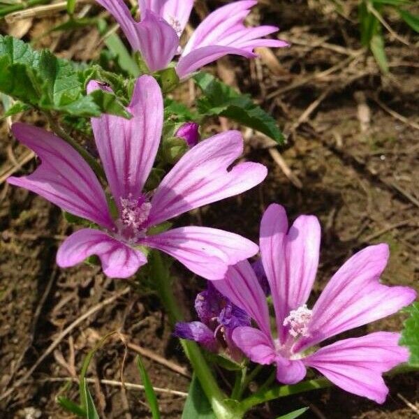 Malva sylvestris Квітка