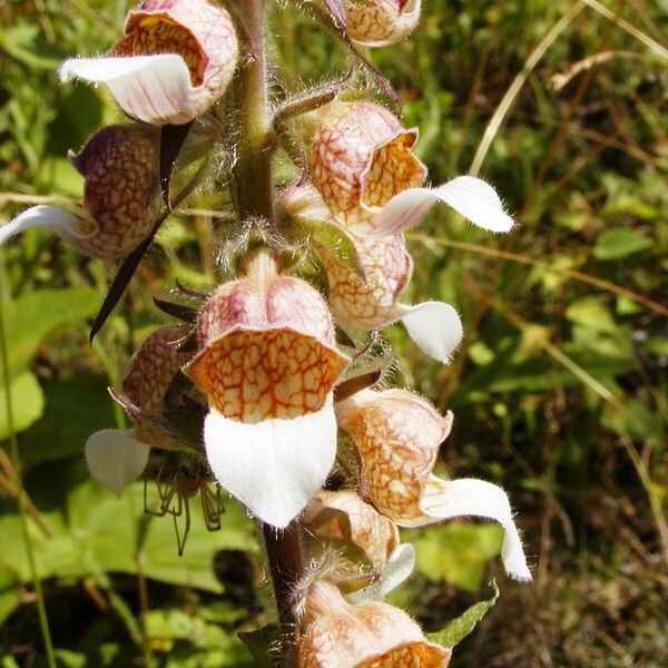 Digitalis lanata Λουλούδι