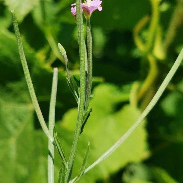 Epilobium tetragonum Цветок