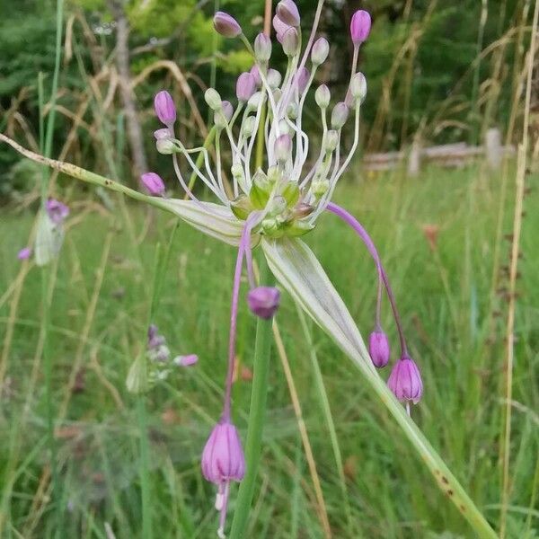 Allium carinatum Floare