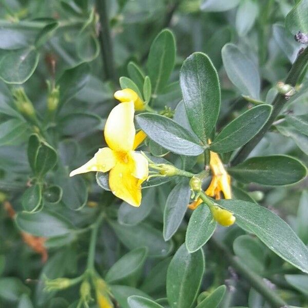 Chrysojasminum fruticans Flor