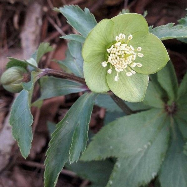 Helleborus viridis Flower