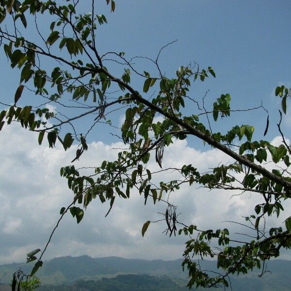 Bauhinia ungulata Ďalší