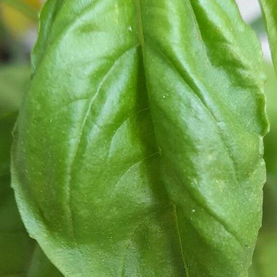 Ocimum basilicum Leaf