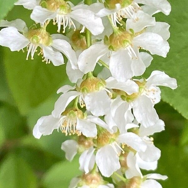 Prunus padus Blüte