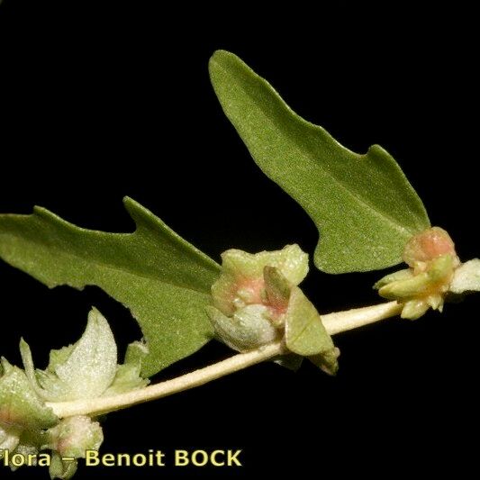 Atriplex tatarica Otro