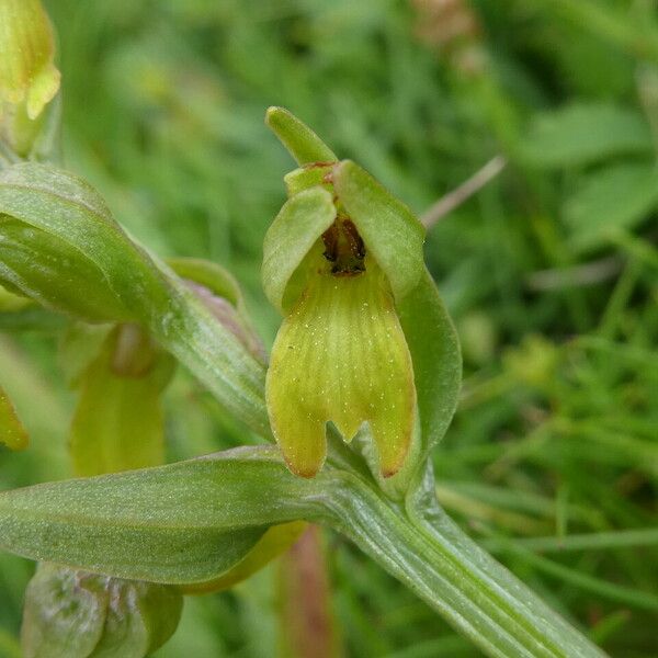 Dactylorhiza viridis Цвят