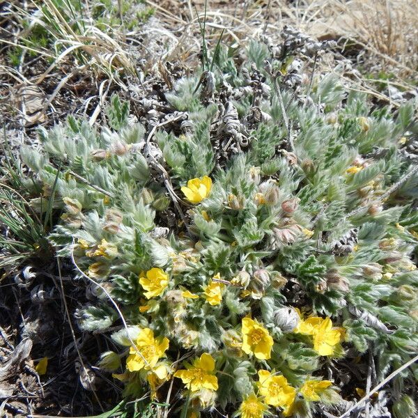 Potentilla concinna Habit