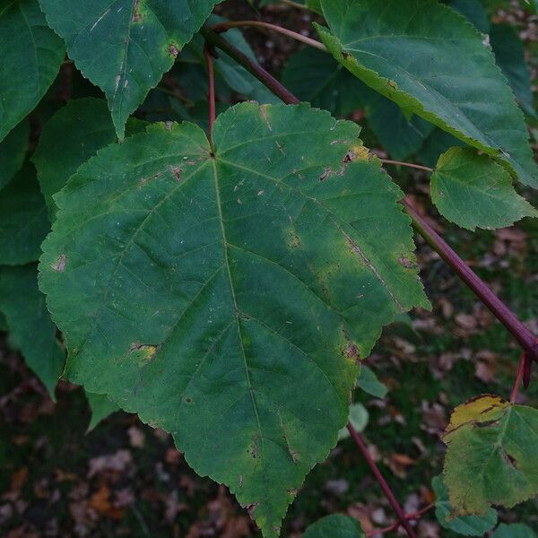 Acer davidii Leaf