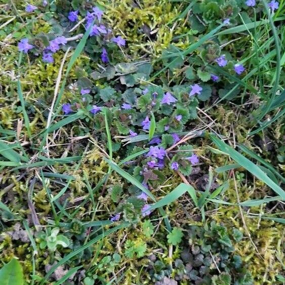 Glechoma hederacea Inny