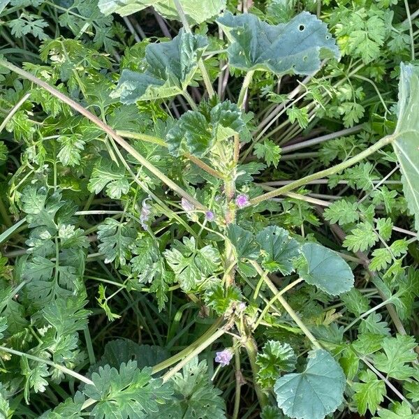 Malva neglecta Habit