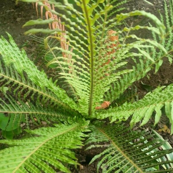 Blechnum brasiliense ഇല