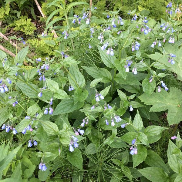 Mertensia paniculata عادت