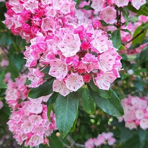 Kalmia latifolia Flower