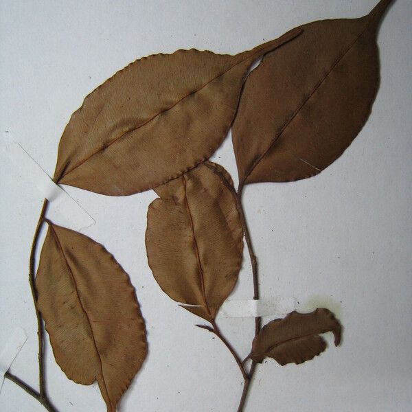 Micropholis venulosa