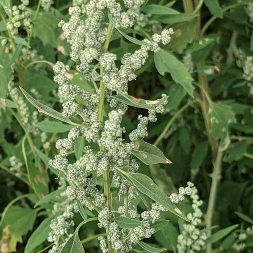 Chenopodium album 花