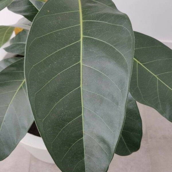 Ficus callosa Leaf