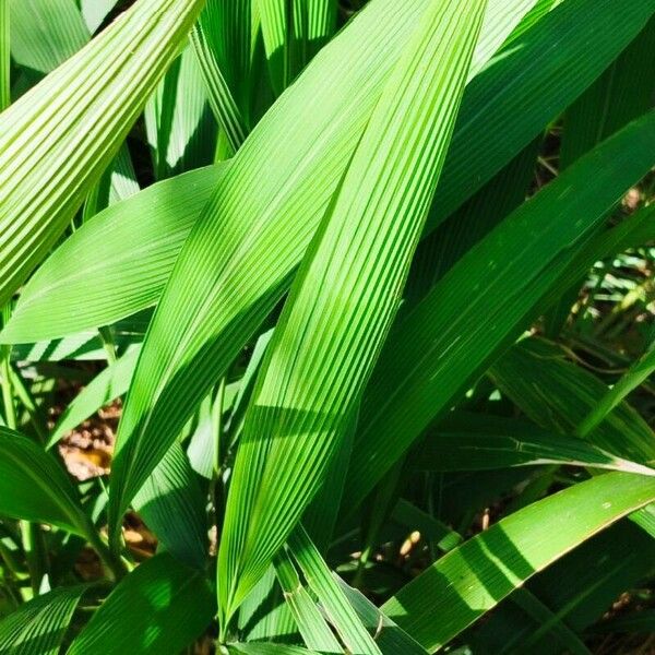 Setaria palmifolia ഇല