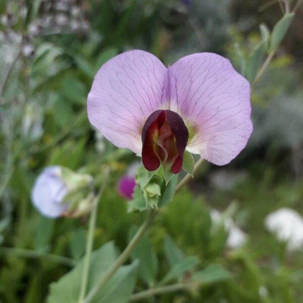 Pisum sativum Flower