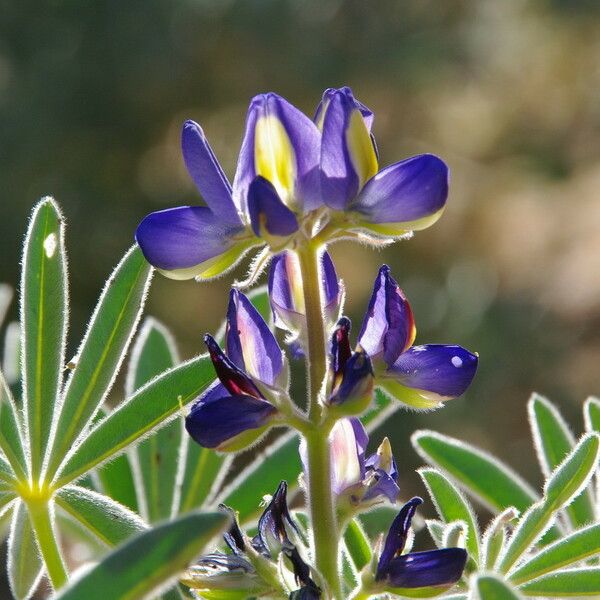 Lupinus digitatus Flower