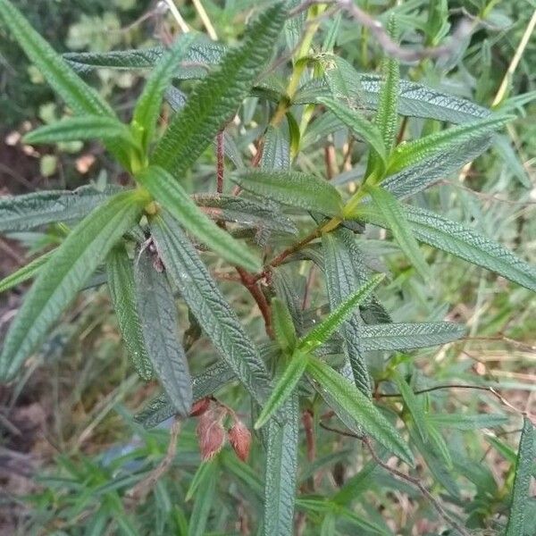 Cistus monspeliensis Levél