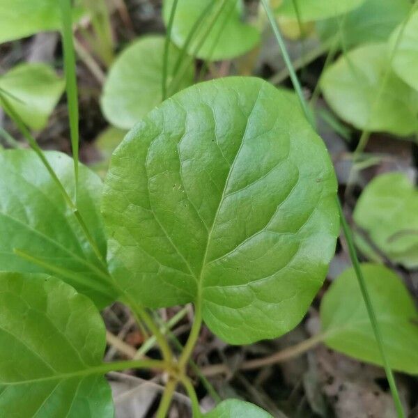 Pyrola rotundifolia Leaf