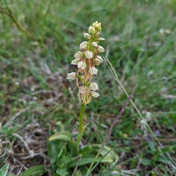 Orchis anthropophora Blüte