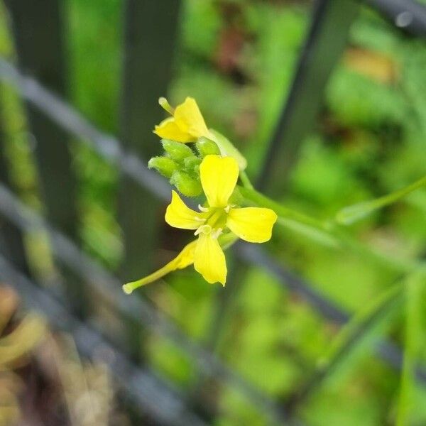 Sisymbrium orientale Flower