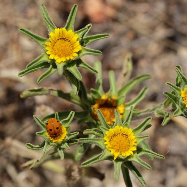 Asteriscus aquaticus Flower