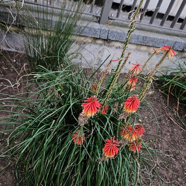 Kniphofia uvaria Costuma