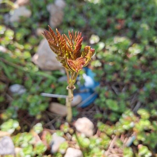 Sorbaria sorbifolia 葉