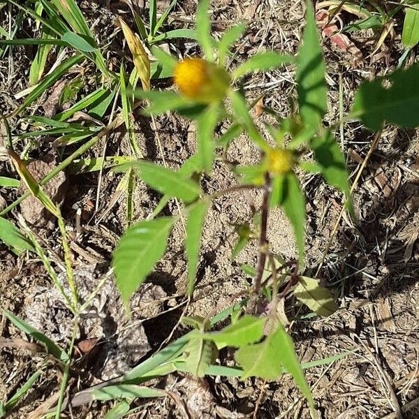 Bidens frondosa Flower