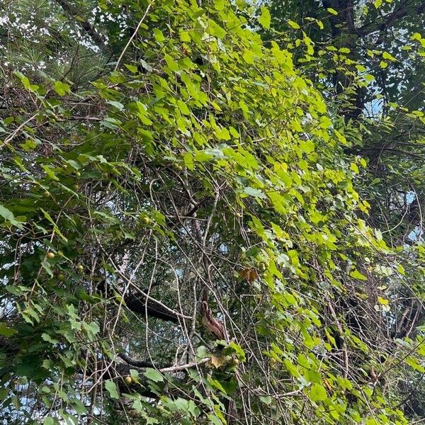 Vitis rotundifolia অভ্যাস